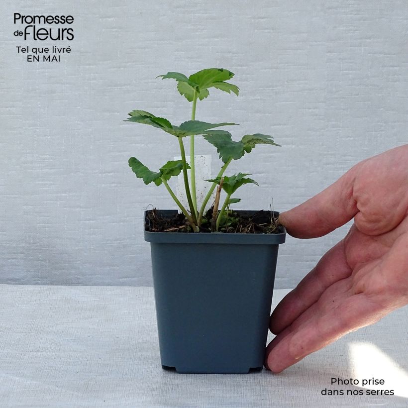 Example of Astrantia major Star of Billion Vasetto da 8/9 cm as you get in printemps