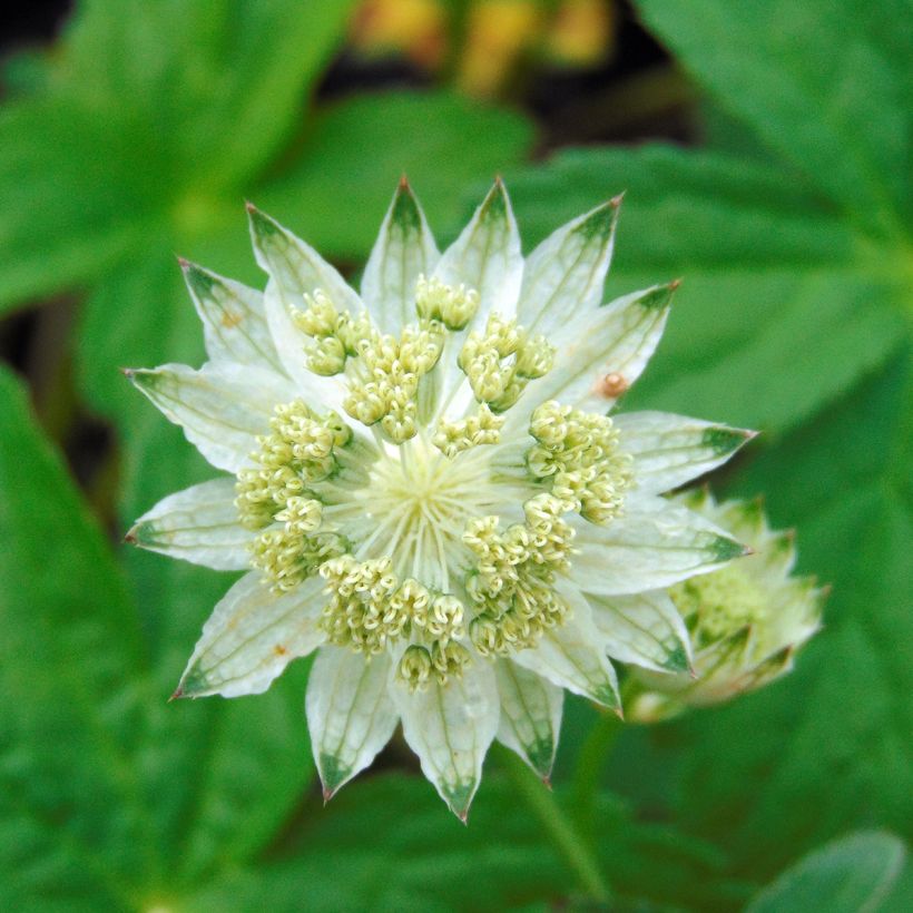 Astrantia major Alba (Flowering)