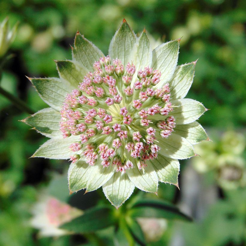 Astrantia major Buckland (Flowering)