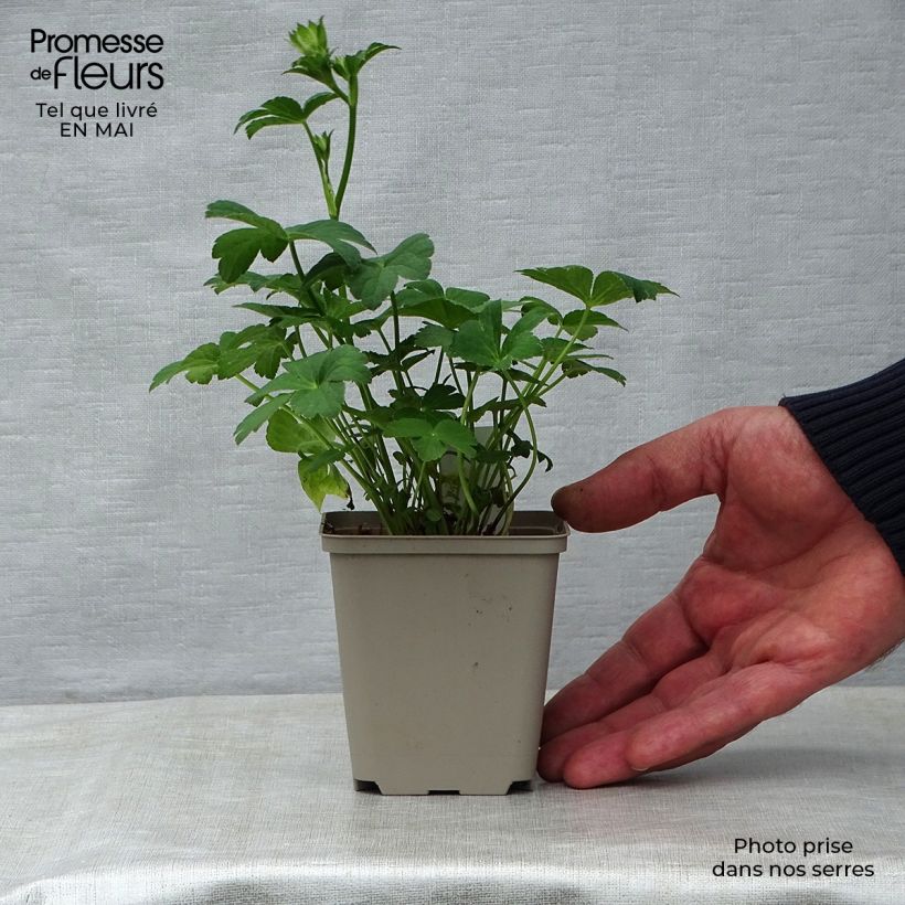 Example of Astrantia major Buckland Vasetto da 8/9 cm as you get in printemps