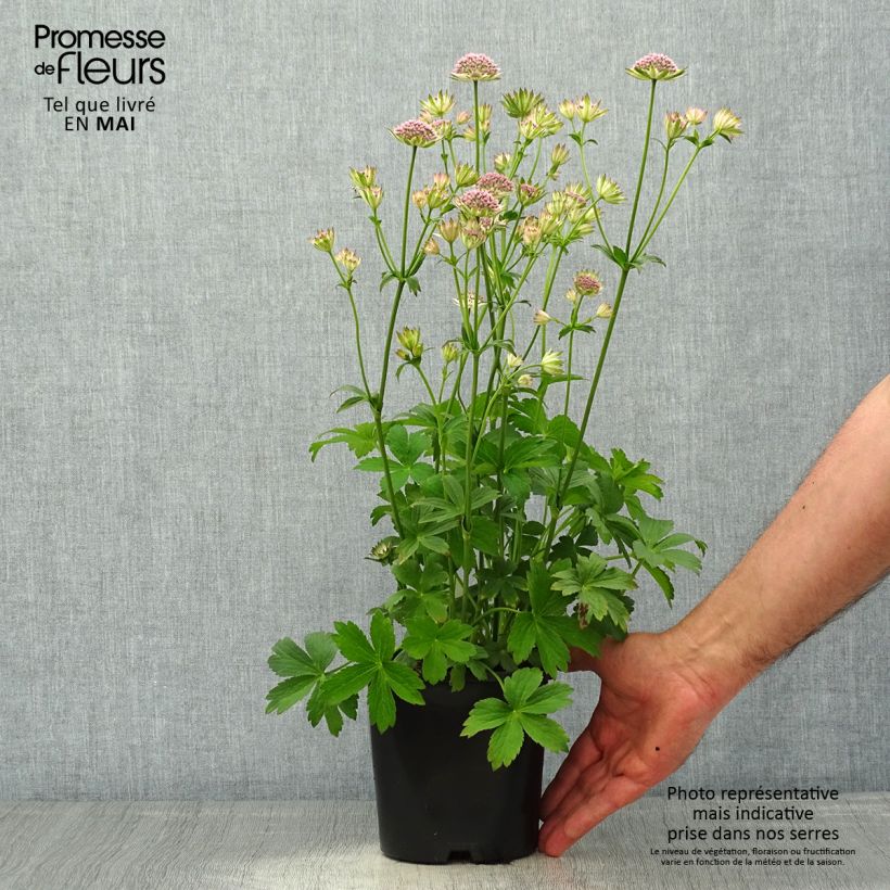 Astrantia major Buckland Vaso da 2L/3L esemplare consegnato in primavera