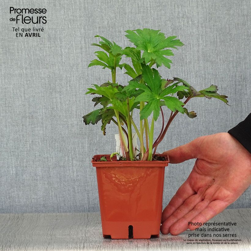 Astrantia major Burgundy Manor Vaso da 1L/1,5L esemplare consegnato in primavera