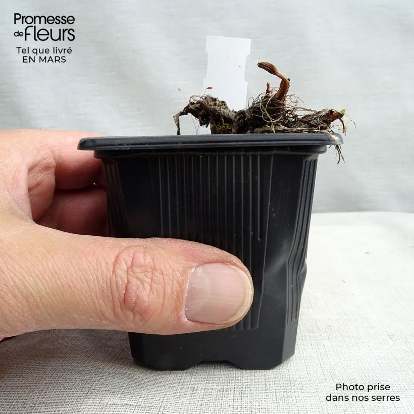 Astrantia major Claret Vasetto da 8/9 cm esemplare consegnato in primavera