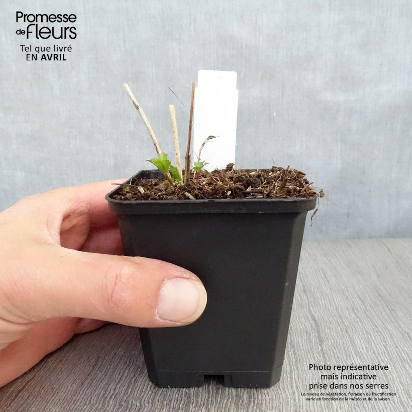 Example of Astrantia major Moulin Rouge Vasetto da 8/9 cm as you get in printemps