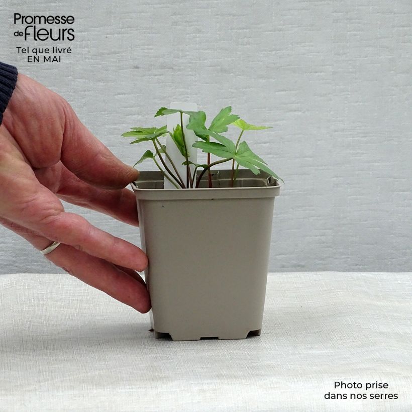 Example of Astrantia major Pink Pride Vasetto da 8/9 cm as you get in printemps