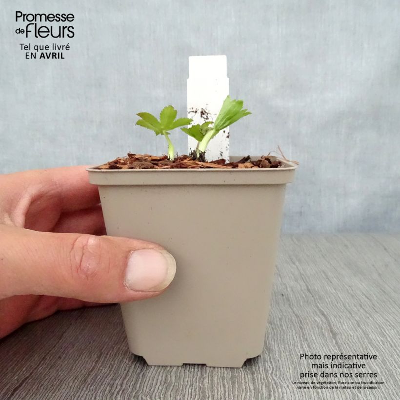 Astrantia major Pink Sensation Vasetto da 8/9 cm esemplare consegnato in primavera