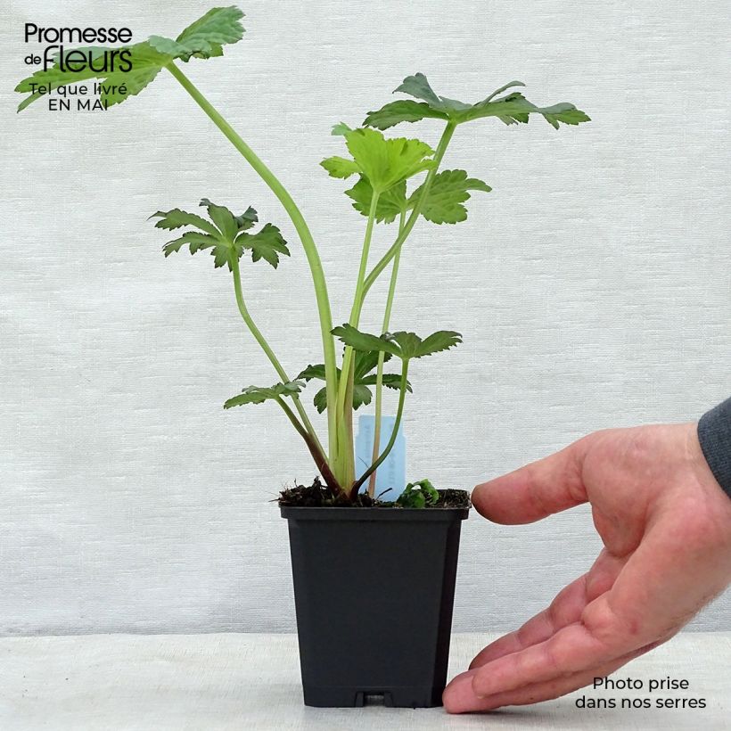 Example of Astrantia major Primadonna Vasetto da 8/9 cm as you get in printemps