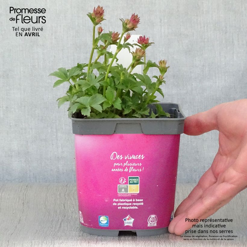 Astrantia major Roma Vaso da 2L/3L esemplare consegnato in primavera