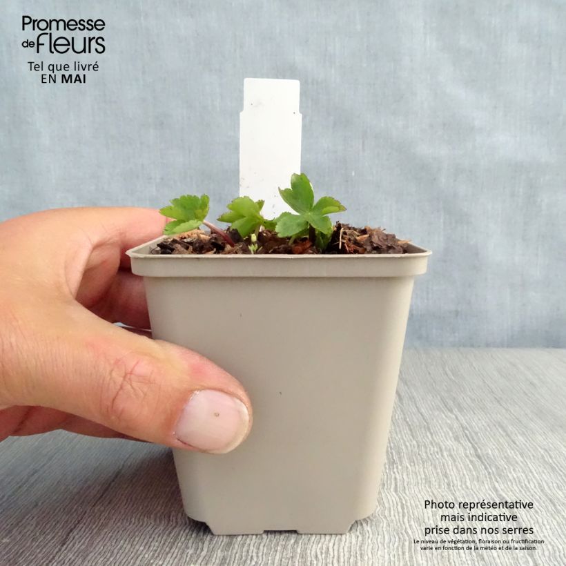 Astrantia major Rosea Vasetto da 8/9 cm esemplare consegnato in primavera