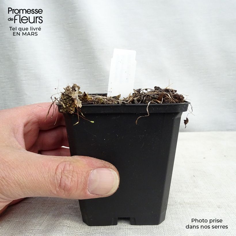 Example of Astrantia major Rosensinfonie Vasetto da 8/9 cm as you get in printemps