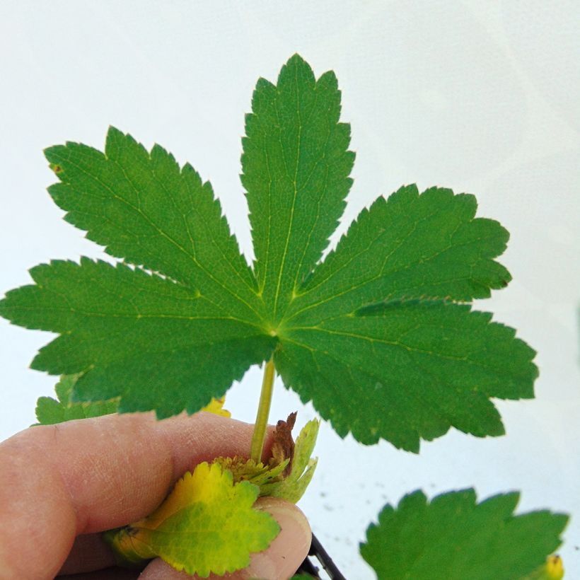 Astrantia major Rubra (Fogliame)