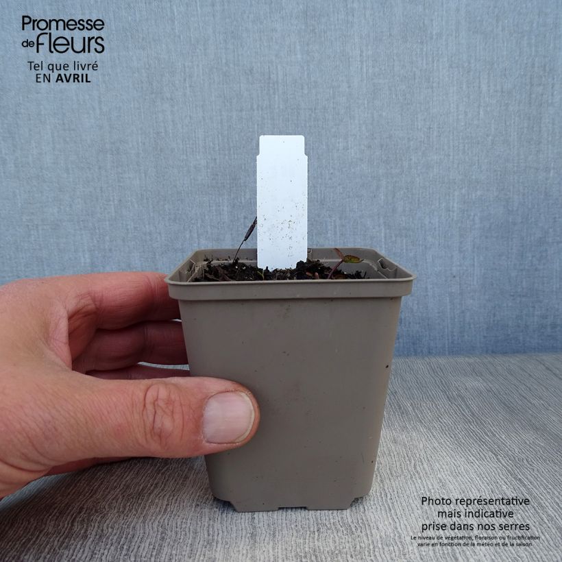 Example of Astrantia major Ruby Cloud Vasetto da 8/9 cm as you get in printemps