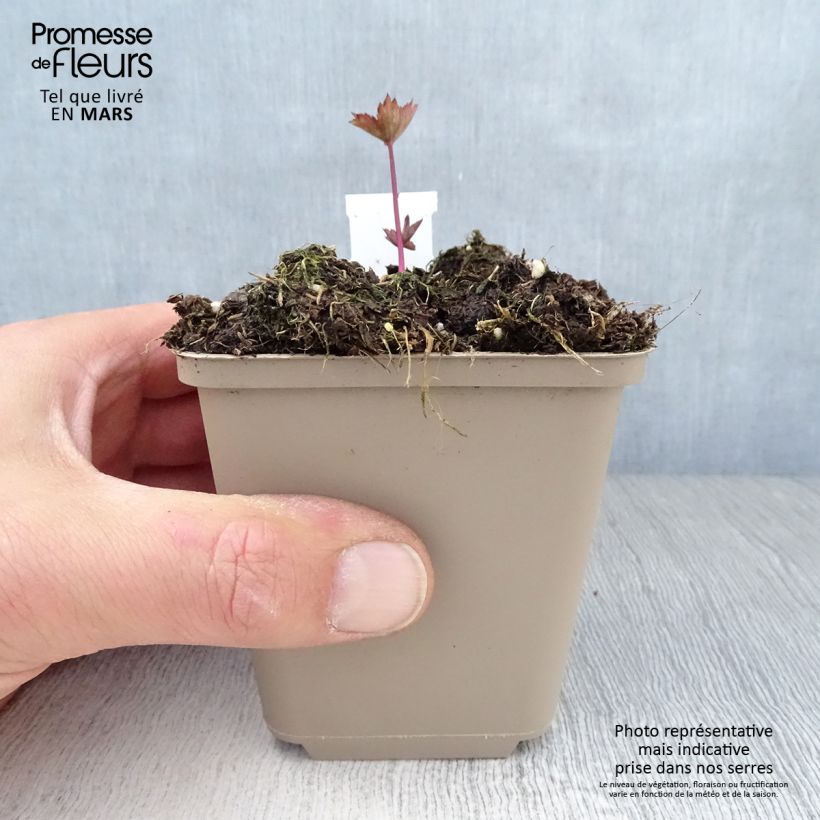 Astrantia major Ruby Star Vasetto da 8/9 cm esemplare consegnato in primavera