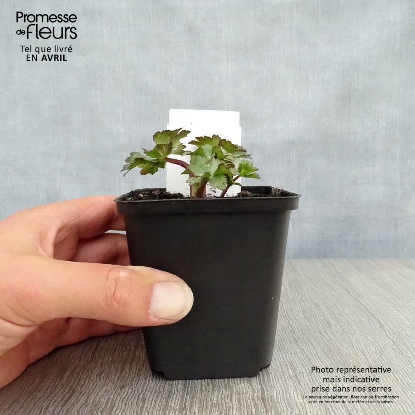 Example of Astrantia major Ruby Wedding Vasetto da 8/9 cm as you get in printemps