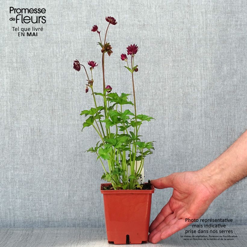 Astrantia major Ruby Wedding Vaso da 1L/1,5L esemplare consegnato in primavera
