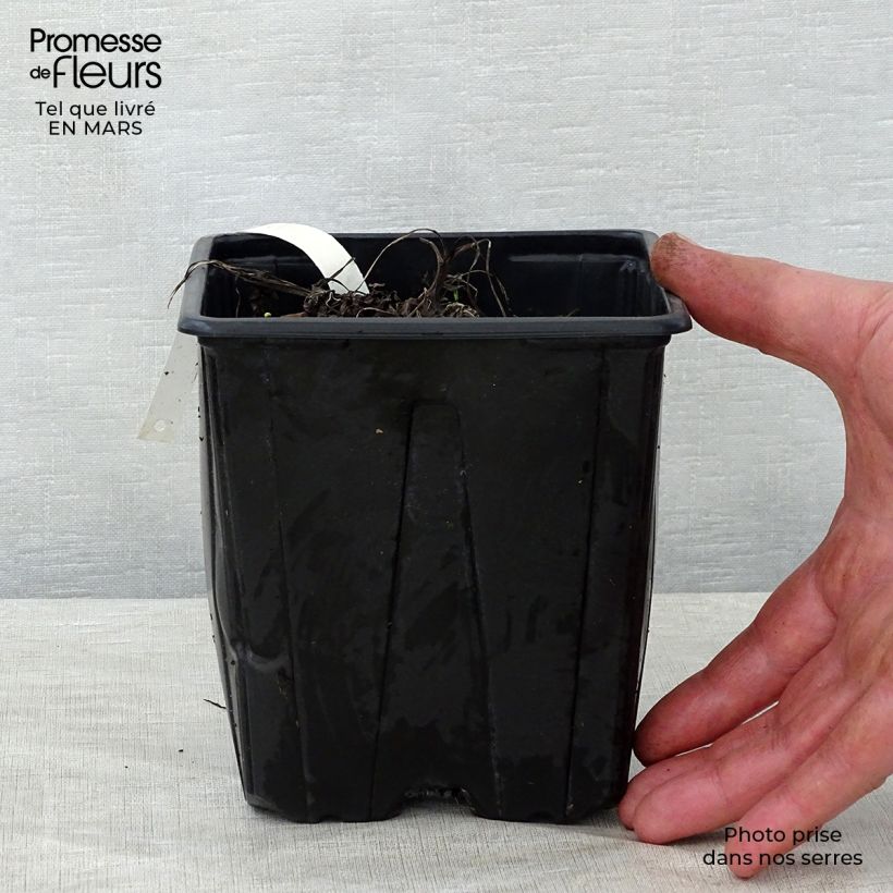 Astrantia major Shaggy Vaso da 2L/3L esemplare consegnato in primavera