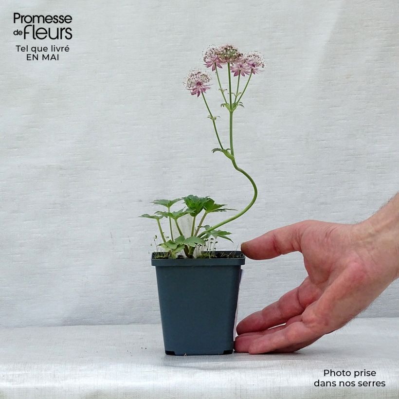 Example of Astrantia major Star of Treasure Vasetto da 8/9 cm as you get in printemps