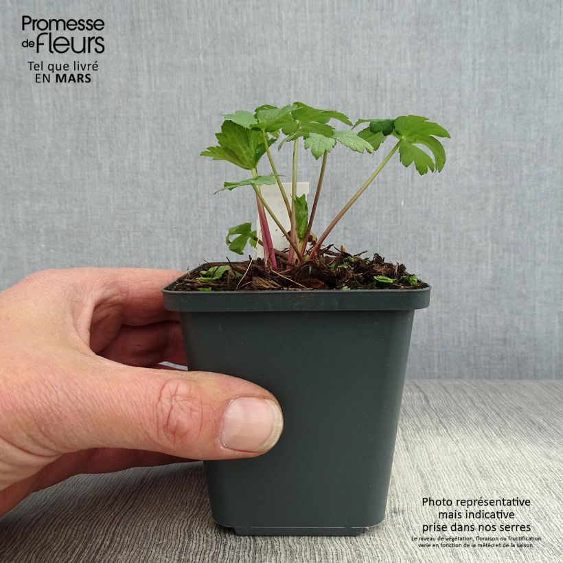 Astrantia major Super Star Vasetto da 8/9 cm esemplare consegnato in primavera