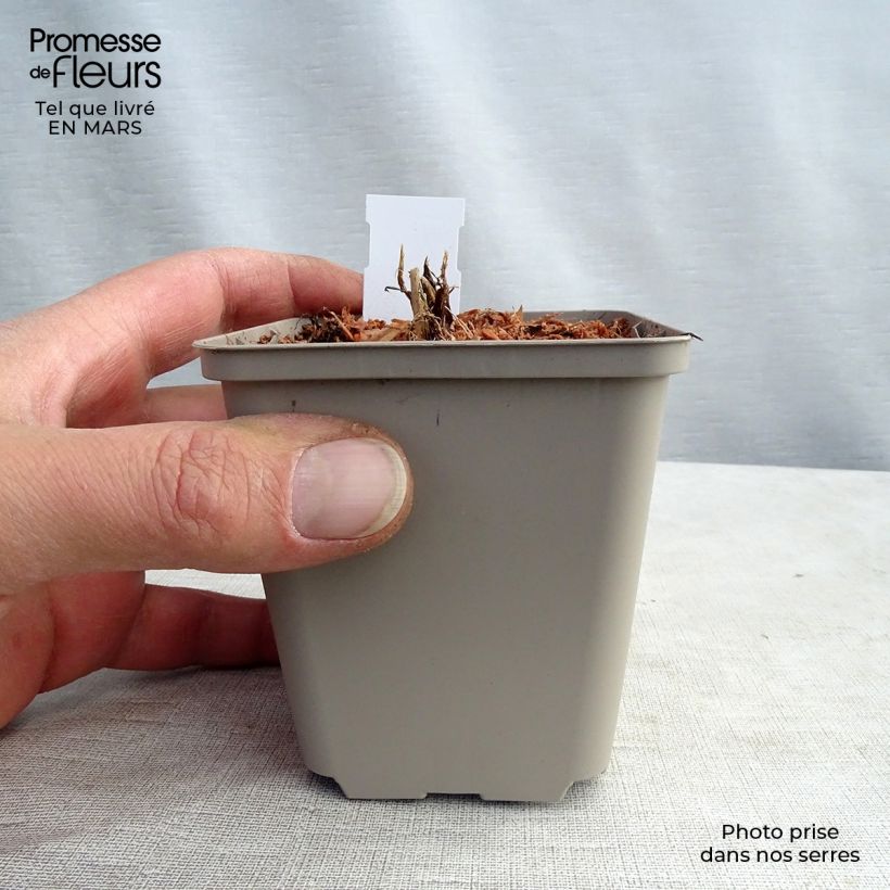 Astrantia major White Giant Vasetto da 8/9 cm esemplare consegnato in primavera