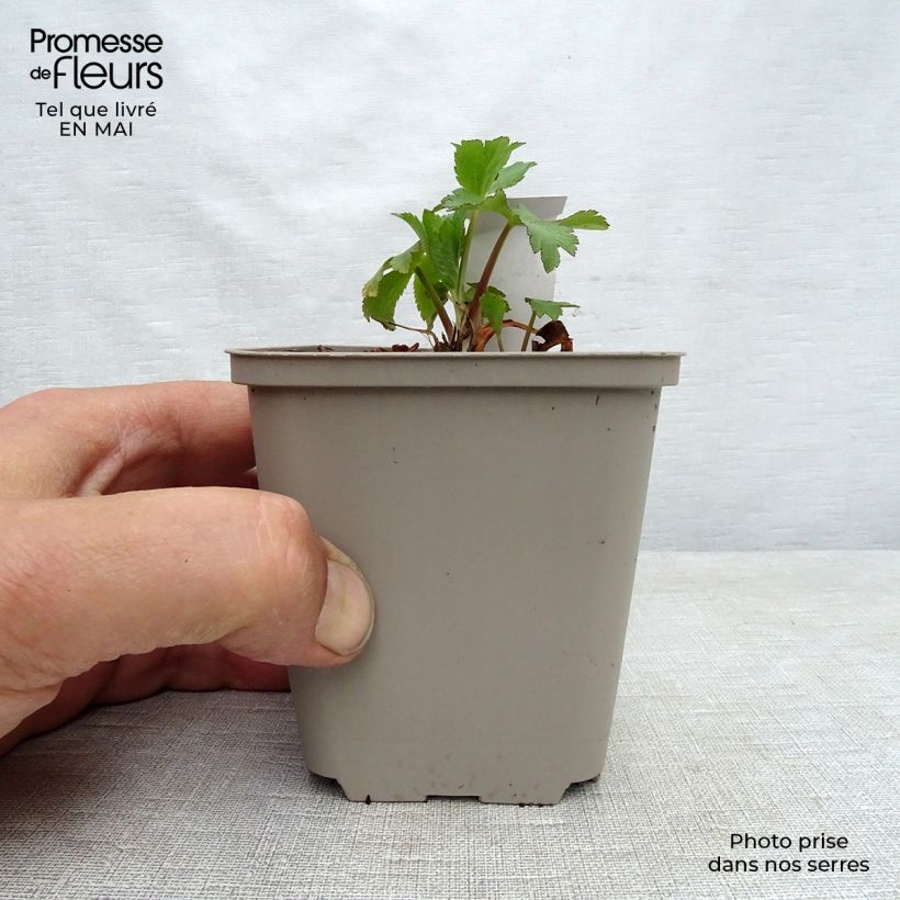 Astrantia maxima Vasetto da 8/9 cm esemplare consegnato in primavera