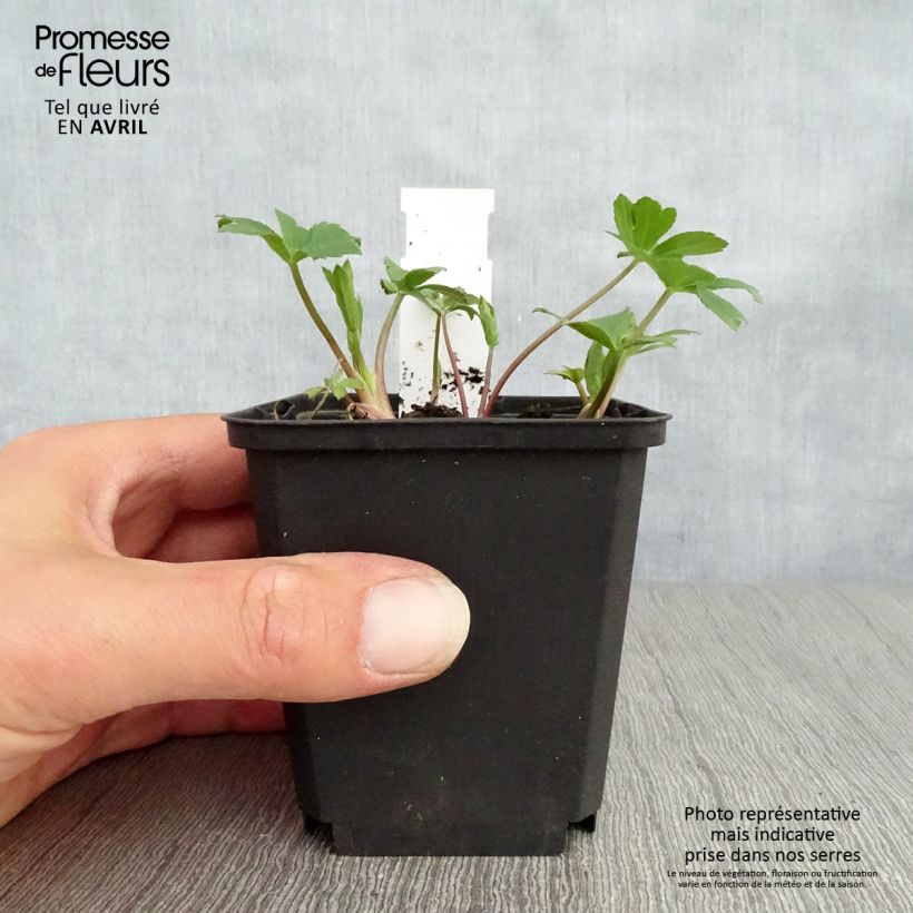 Astrantia major Venice Vasetto da 8/9 cm esemplare consegnato in primavera