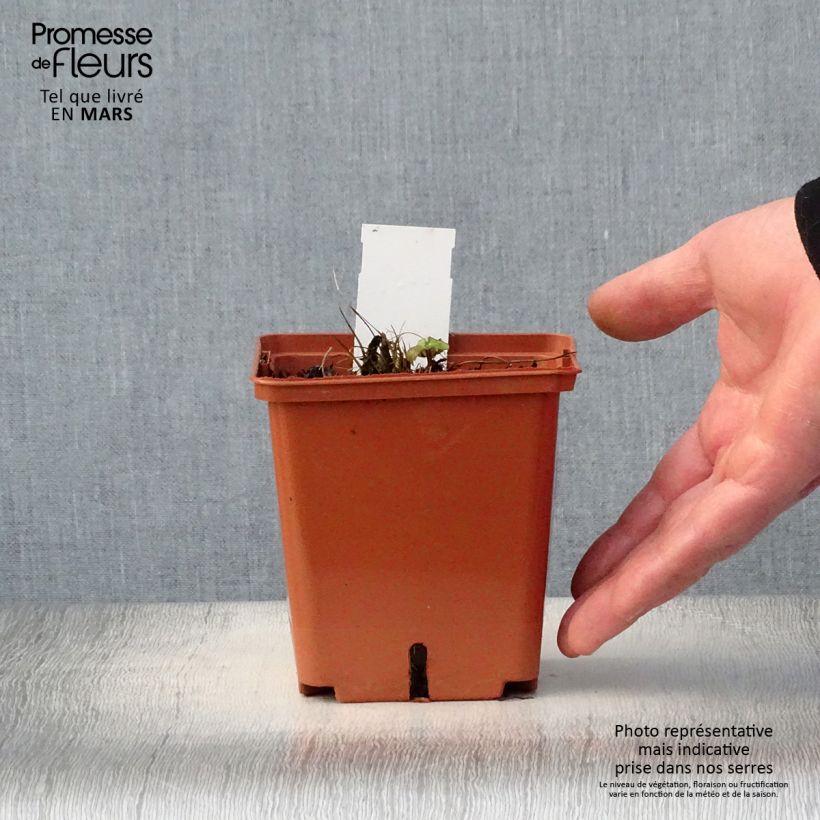 Astrantia major Venice Vaso da 1,5L/2L esemplare consegnato in primavera