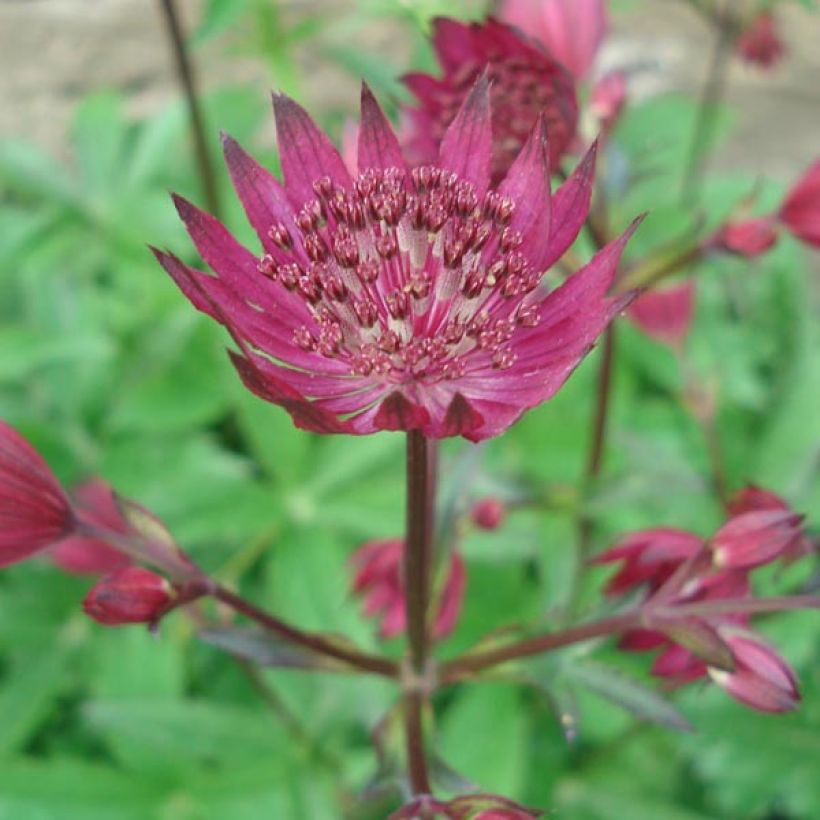 Astrantia major Ruby Wedding (Flowering)