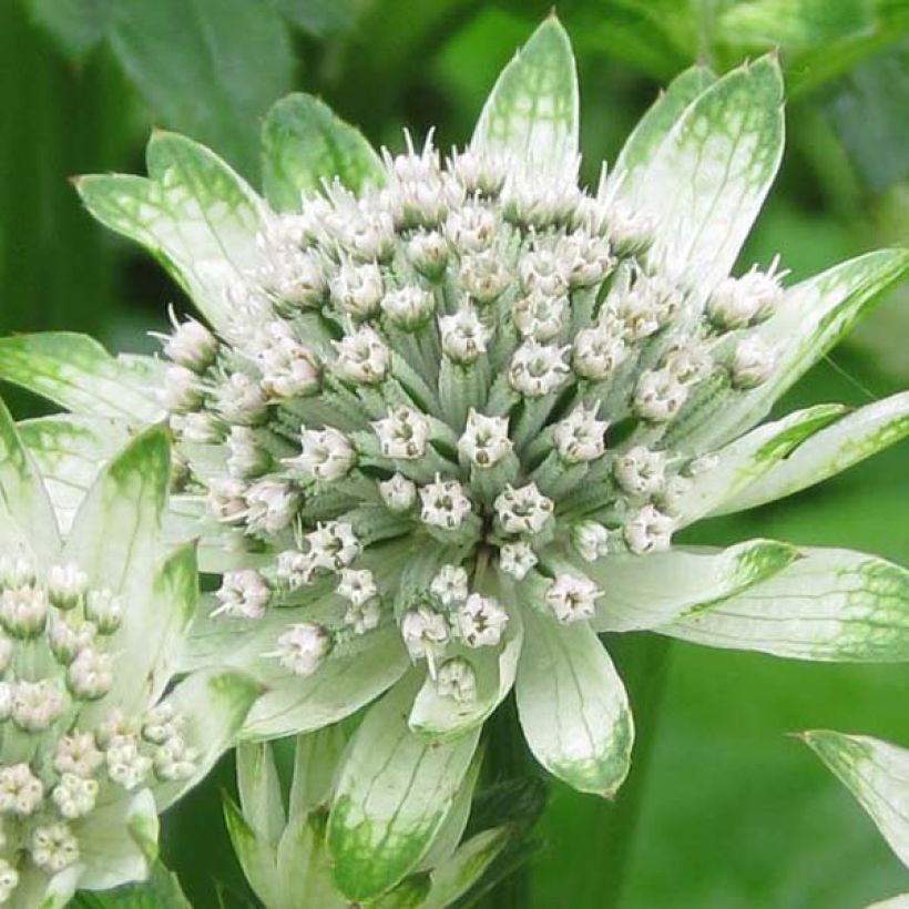 Astrantia major Star of Billion (Flowering)