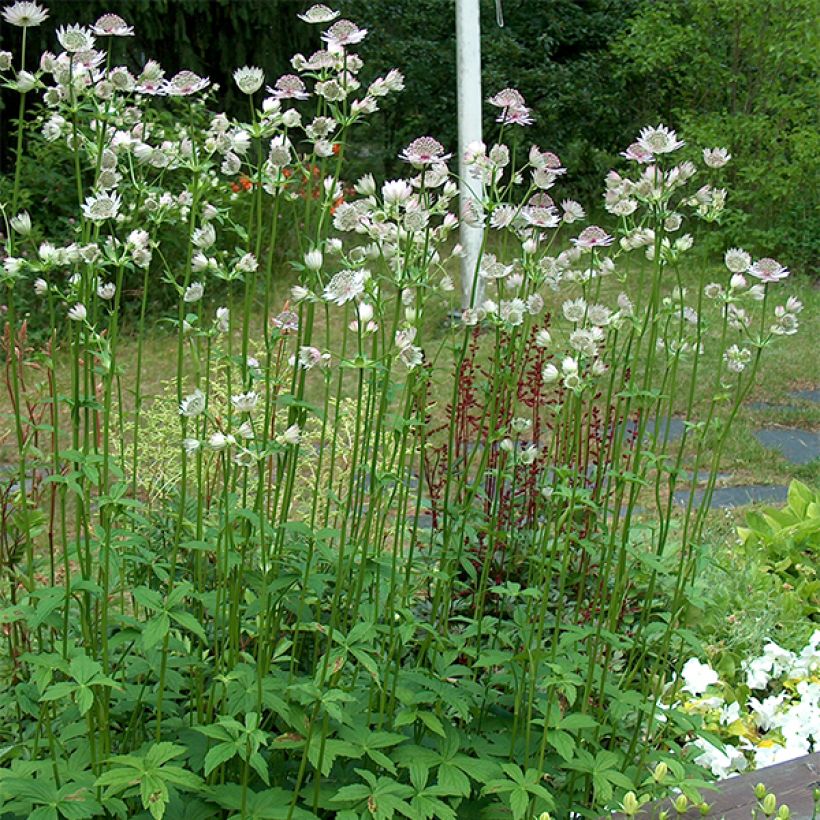 Astrantia major (Porto)