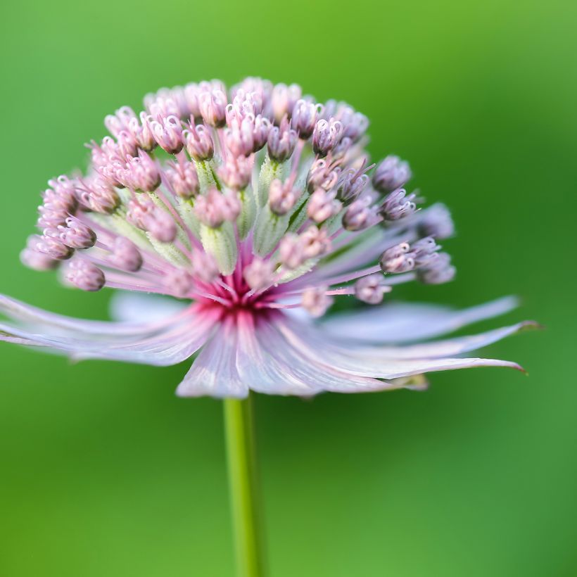 Astrantia major (Fioritura)