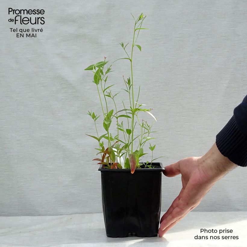 Astrantia major Vaso da 2L/3L esemplare consegnato in primavera