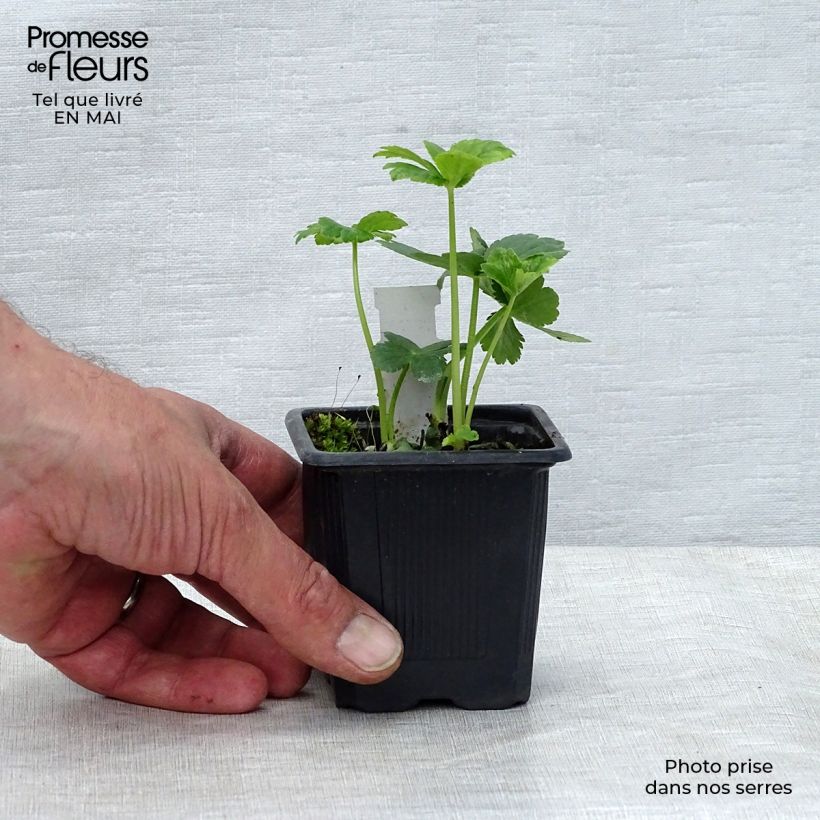 Astrantia major Vasetto da 8/9 cm esemplare consegnato in primavera