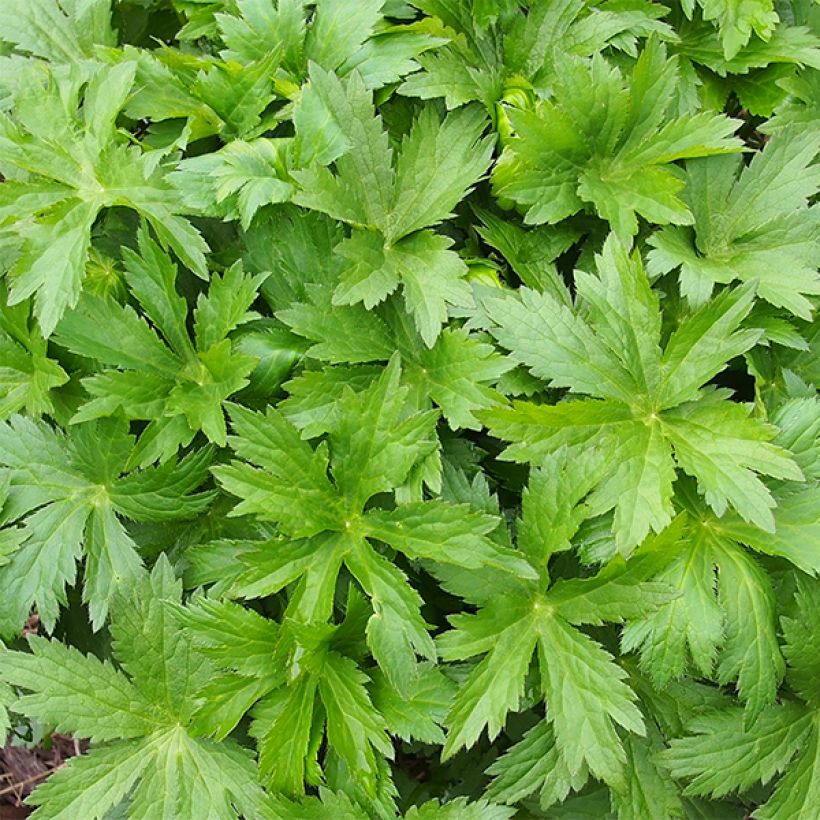 Astrantia major Pink Pride (Foliage)