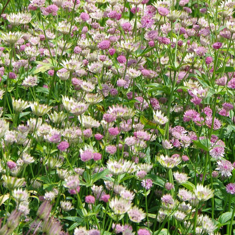 Astrantia major Pink Pride (Flowering)