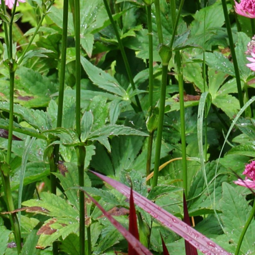 Astrantia major Rosensinfonie (Foliage)