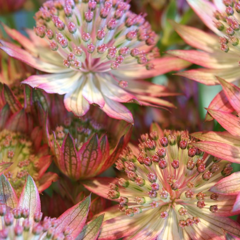 Astrantia major Rosensinfonie (Flowering)