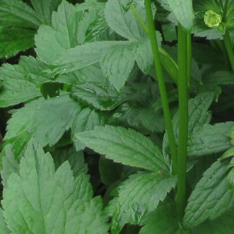 Astrantia major Washfield (Foliage)