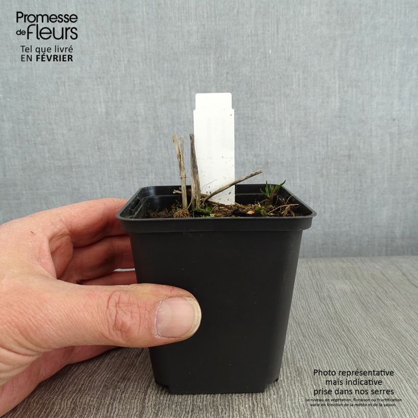 Example of Astrantia major Washfield Vasetto da 8/9 cm as you get in hiver