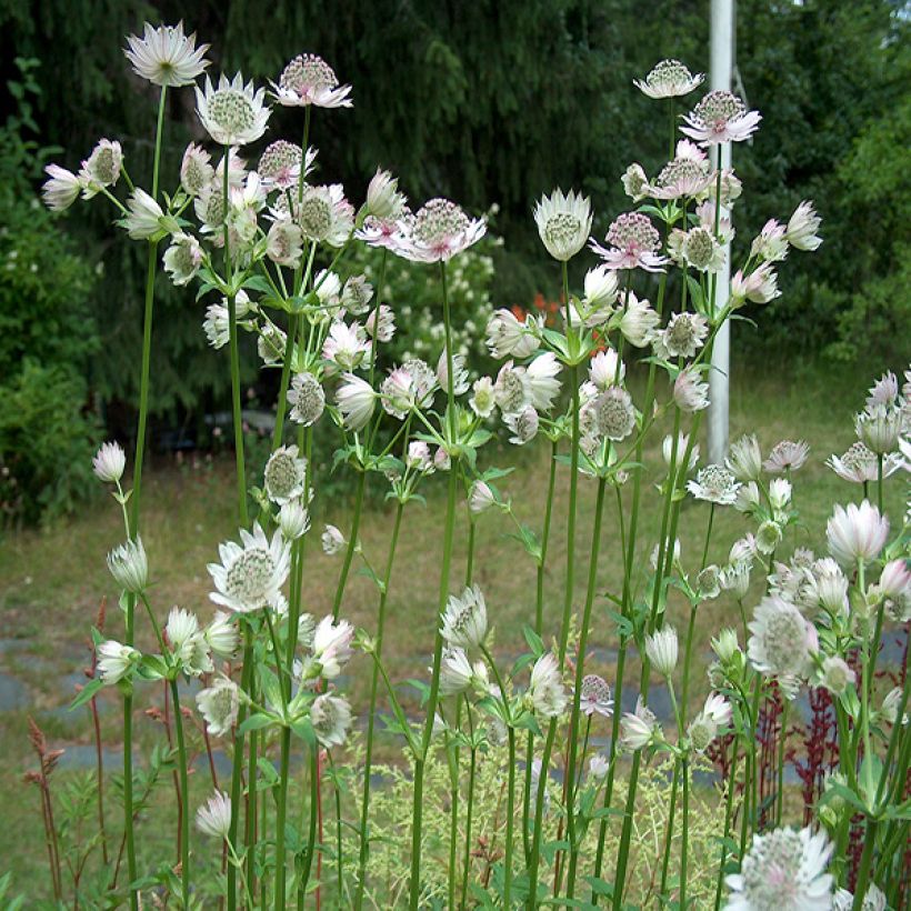 Astrantia major Alba (Plant habit)