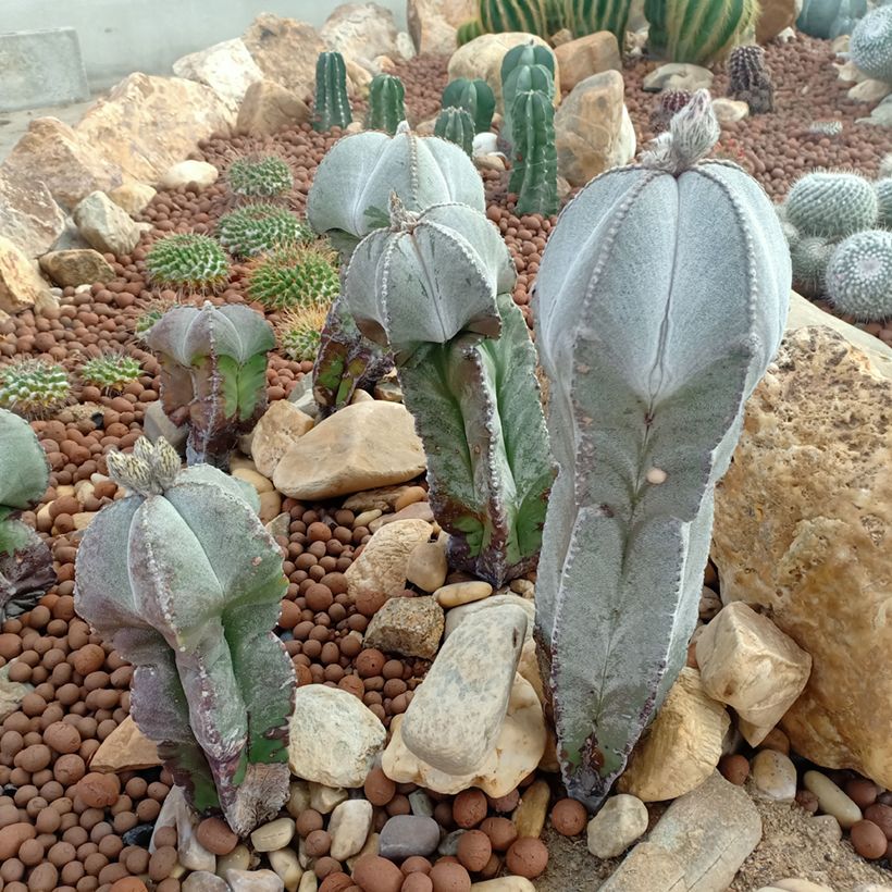 Astrophytum myriostigma - Berretta del vescovo (Porto)