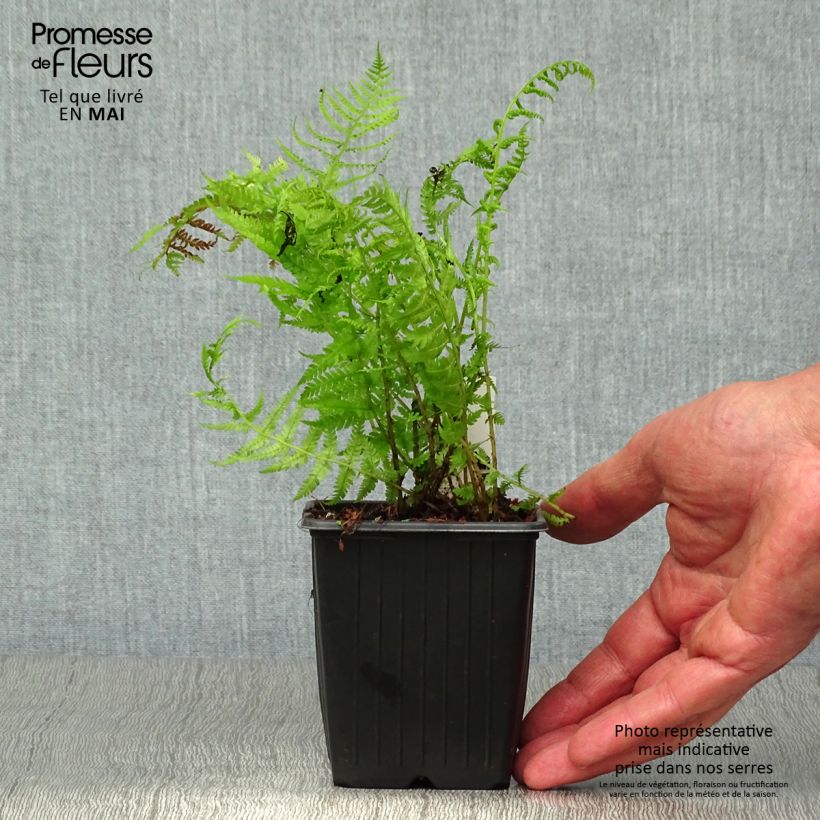 Athyrium filix-femina var. angustum forma rubellum Lady in Red - Felce femmina Vasetto da 8/9 cm esemplare consegnato in primavera