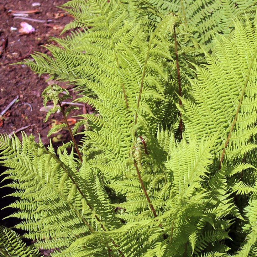 Athyrium filix-femina Rotstiel - Felce femmina (Foliage)
