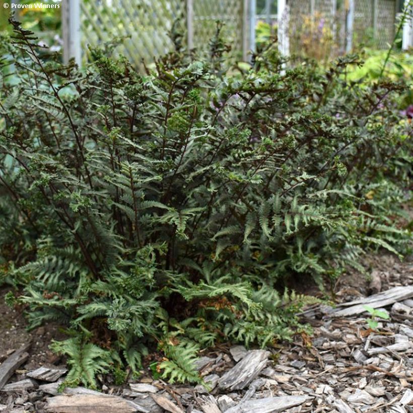 Athyrium niponicum Crested Surf - Felce (Plant habit)