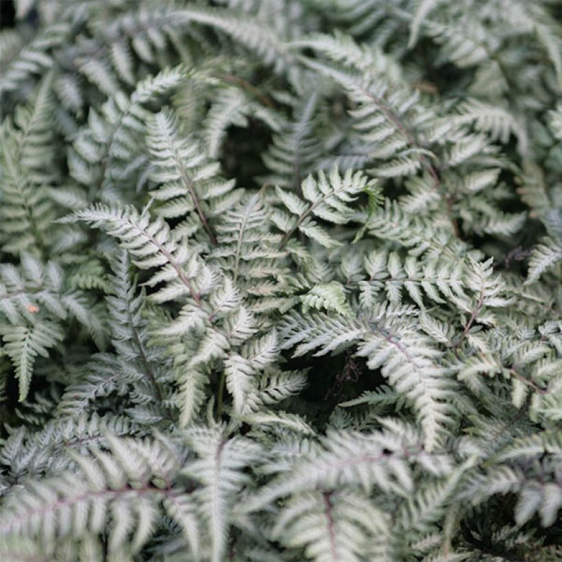 Athyrium niponicum Pewter Lace - Felce (Foliage)