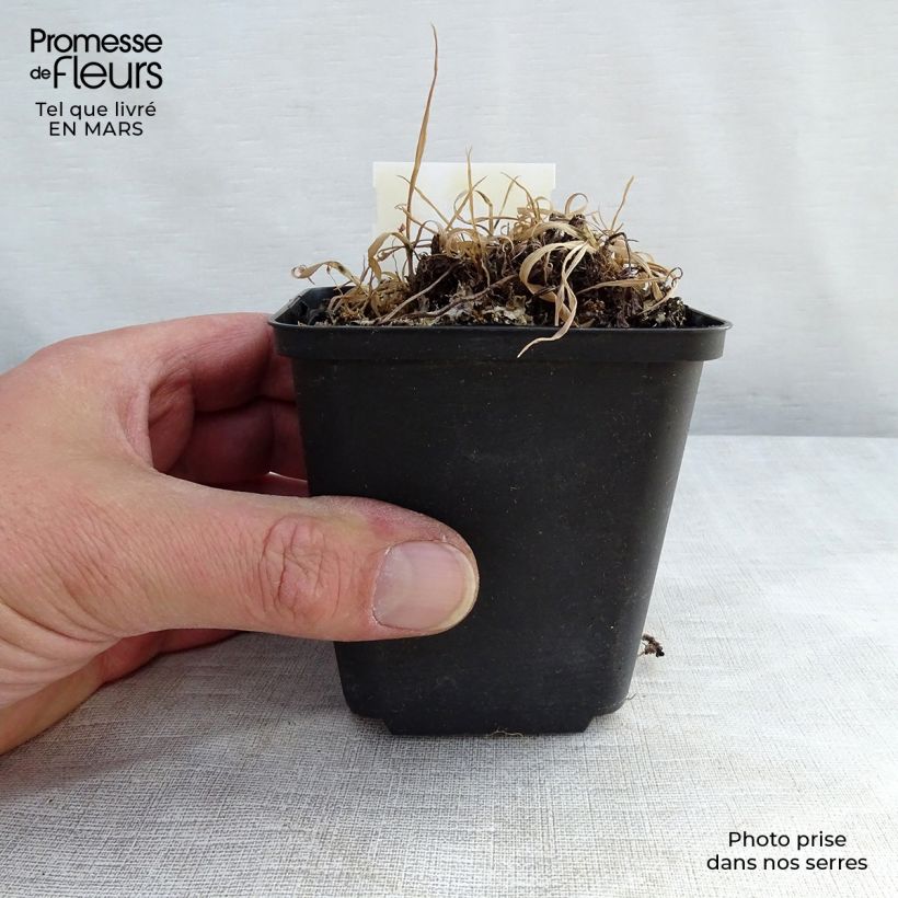 Athyrium otophorum var. okanum - Felce Vaso da 2L/3L esemplare consegnato in primavera