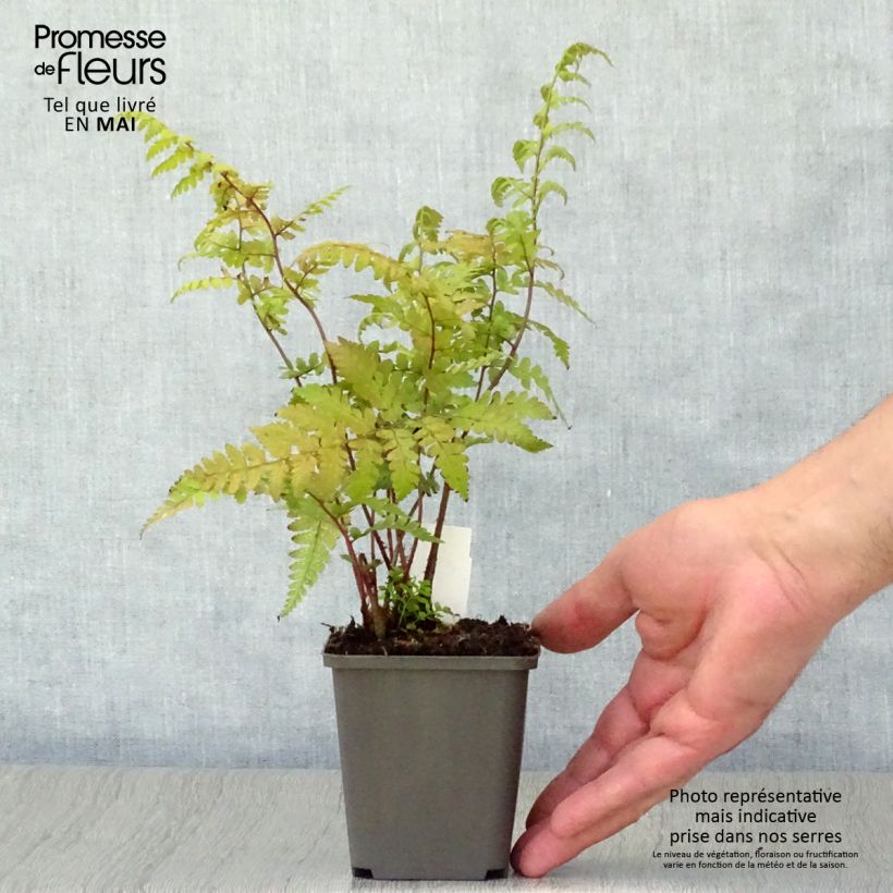 Example of Athyrium vidalii - Felce Vasetto da 8/9 cm as you get in printemps