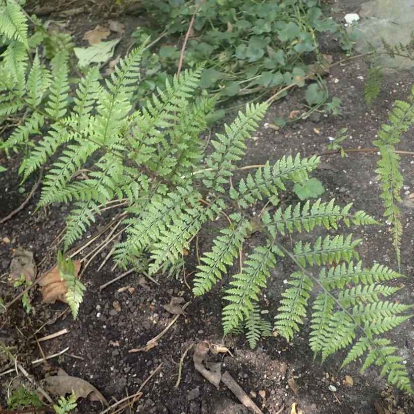 Athyrium vidalii - Felce (Foliage)