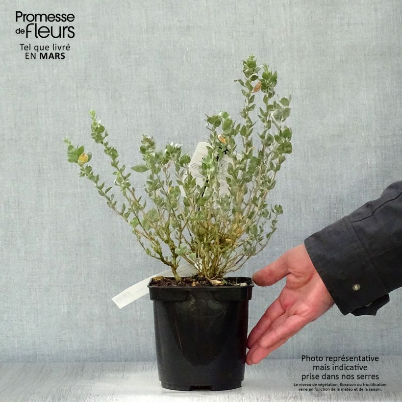 Example of Atriplex halimus - Porcellana di mare Vaso da 1,5L/2L as you get in printemps