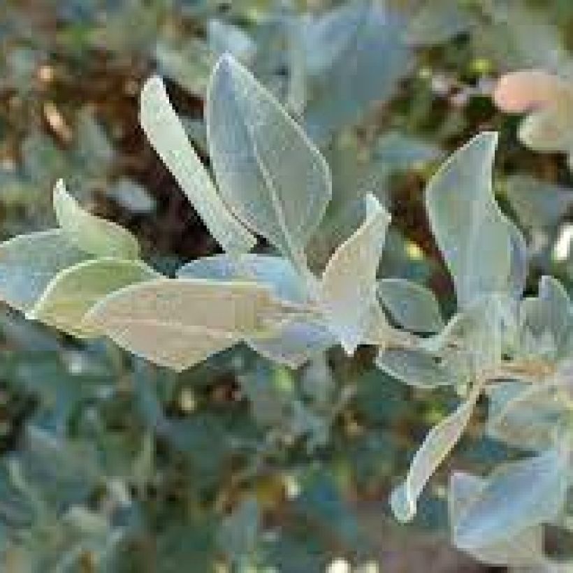 Atriplex halimus - Porcellana di mare (Foliage)