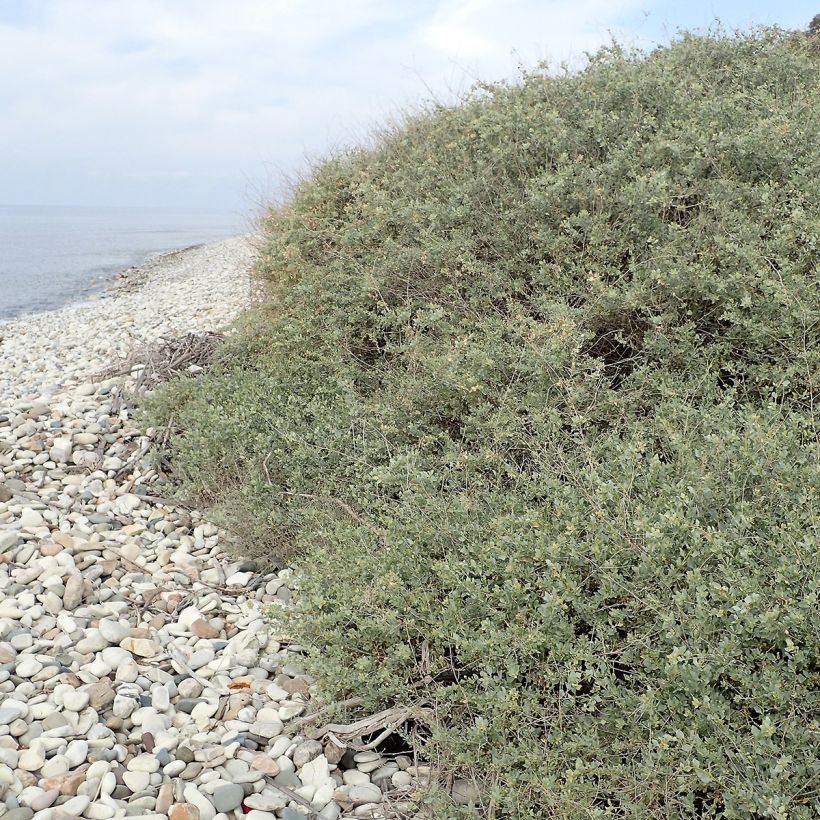 Atriplex halimus - Porcellana di mare (Plant habit)